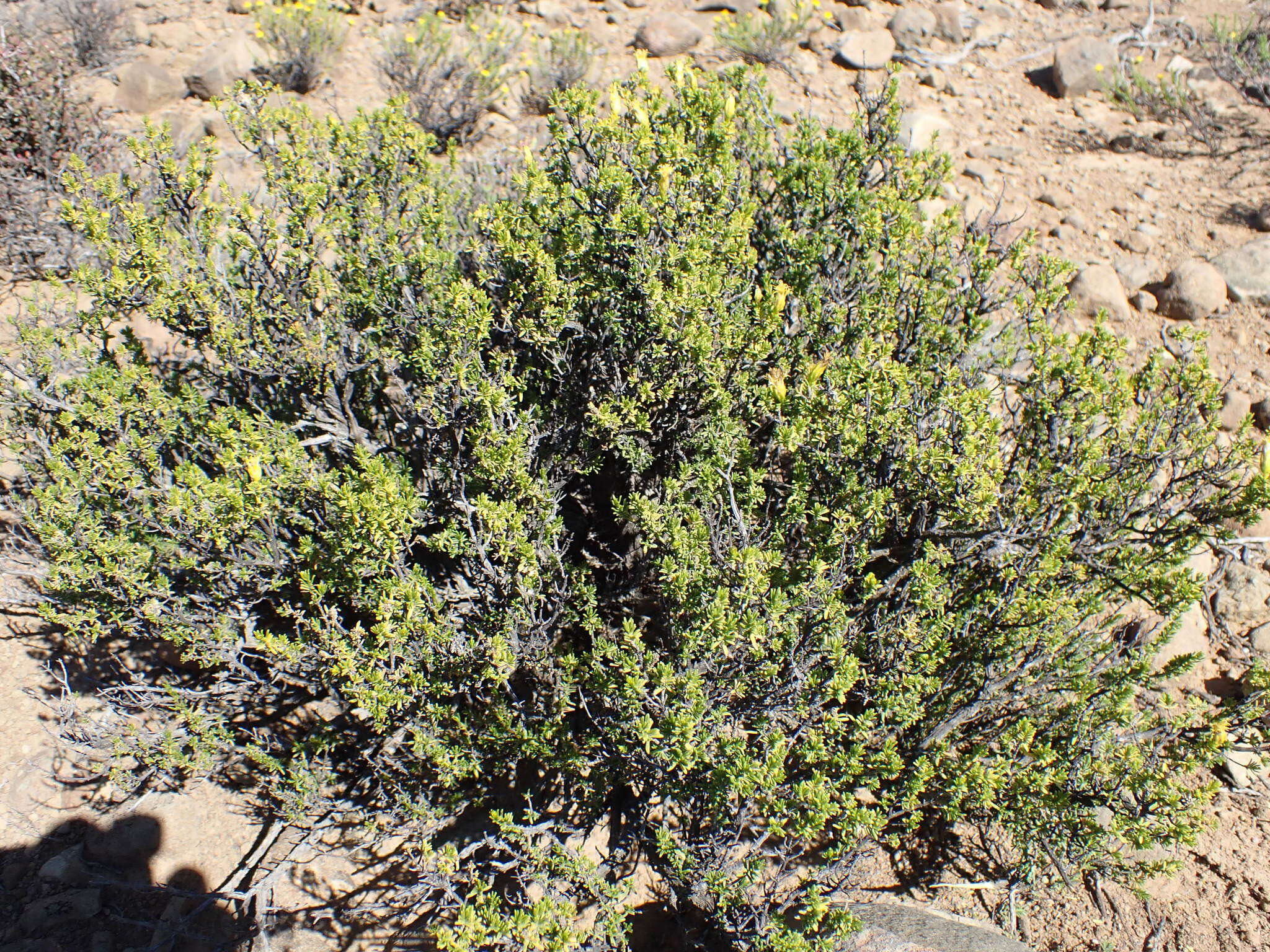 Image of Pteronia empetrifolia DC.