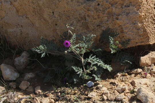 Imagem de Erodium crassifolium (Forsk.) L'Hér.