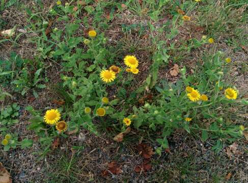 Image of common fleabane