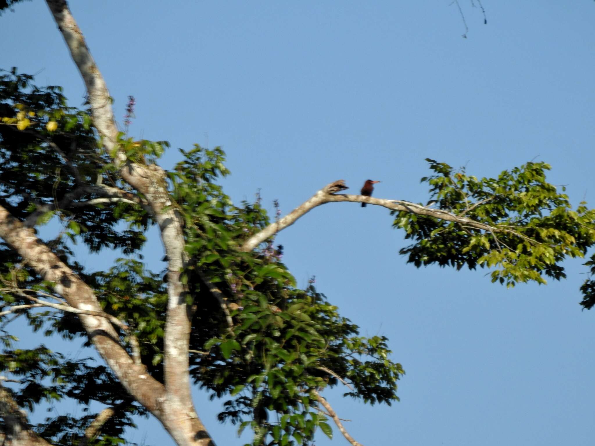 Image of Chestnut Jacamar