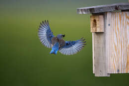 Image of Western Bluebird