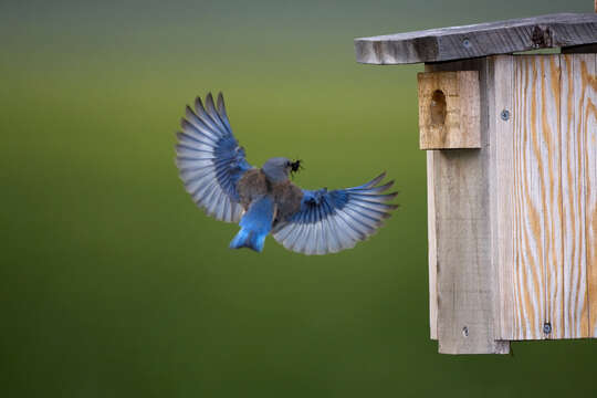 Image of Western Bluebird