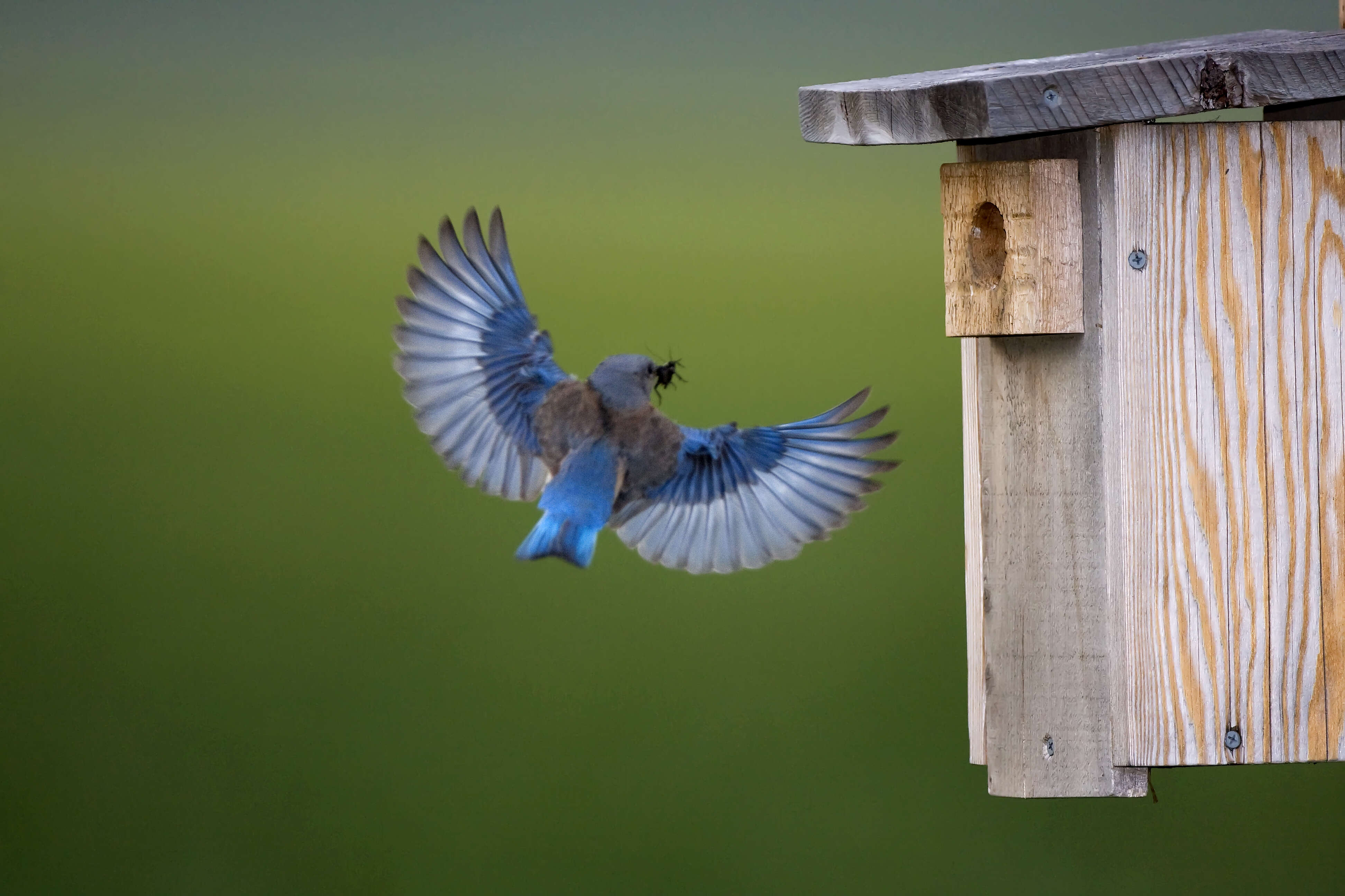 Image of Western Bluebird