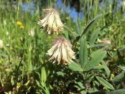 Image of woollyhead clover