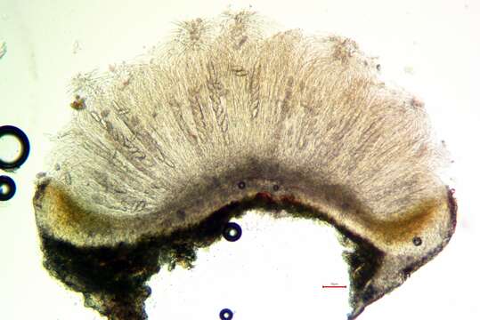 Image of Herre's dimple lichen