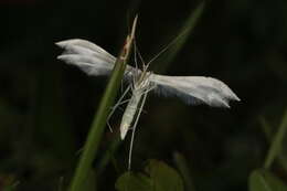 Image of Pterophorus