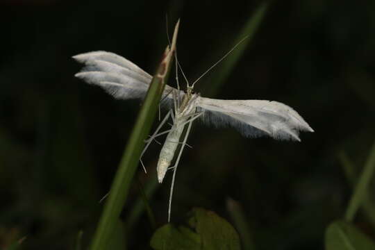 Image of Pterophorus