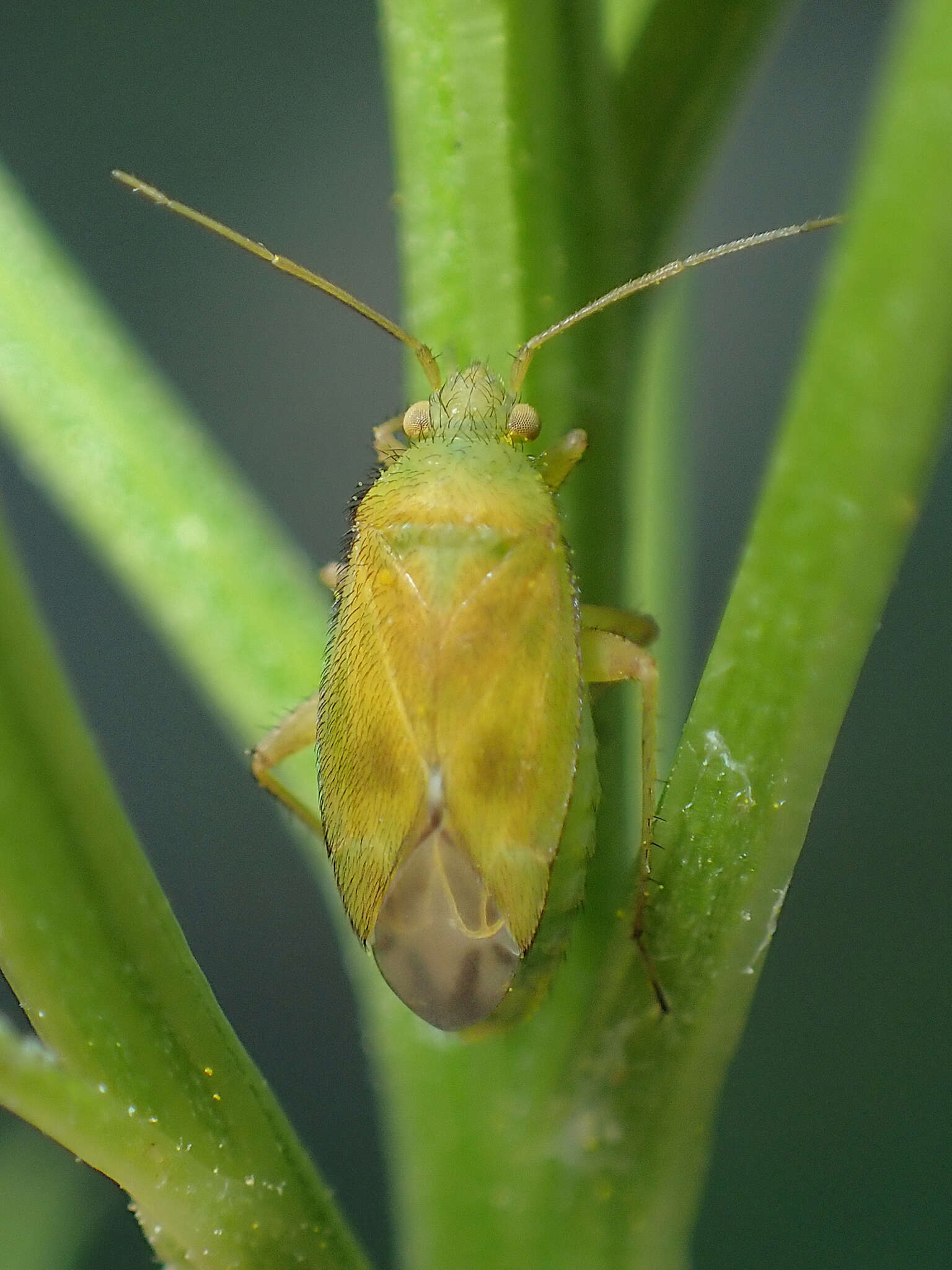 Слика од Megalocoleus tanaceti (Fallen 1807)