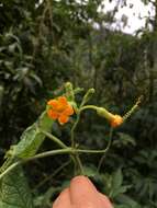 Image of Apodanthera mandonii Cogn.