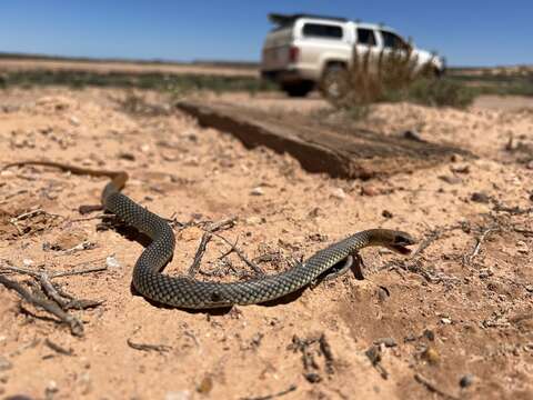 Image of Demansia psammophis cupreiceps Storr 1978