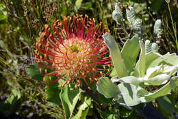 Image of Silveredge Pincushion