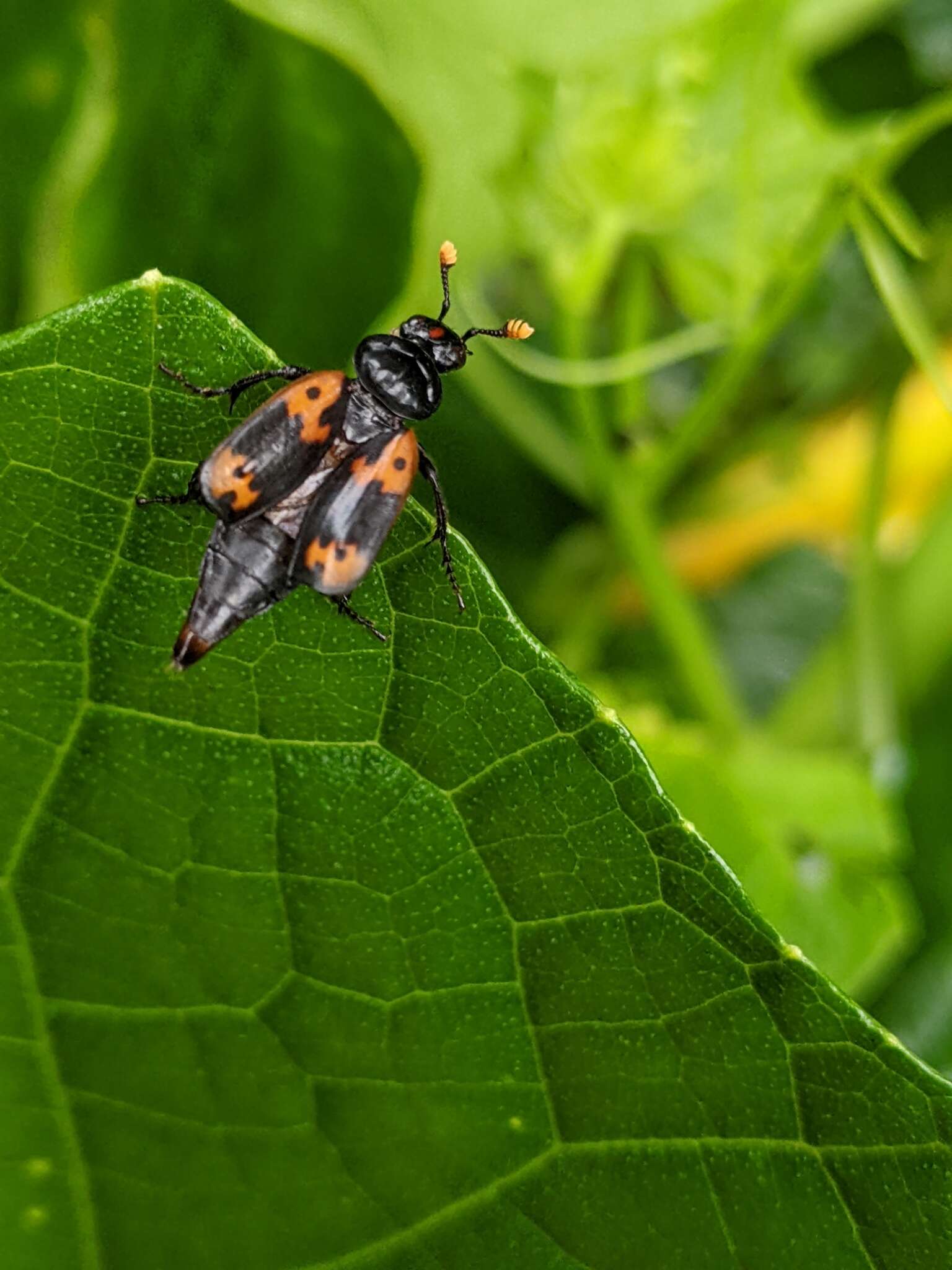 Nicrophorus (Nicrophorus) nepalensis (Hope 1831) resmi