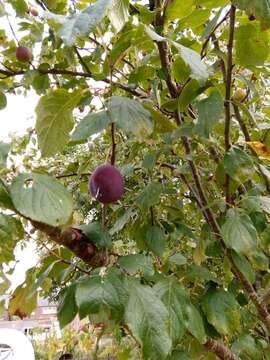 Image of European plum