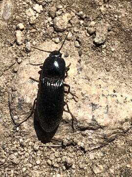 Image of Elateridae