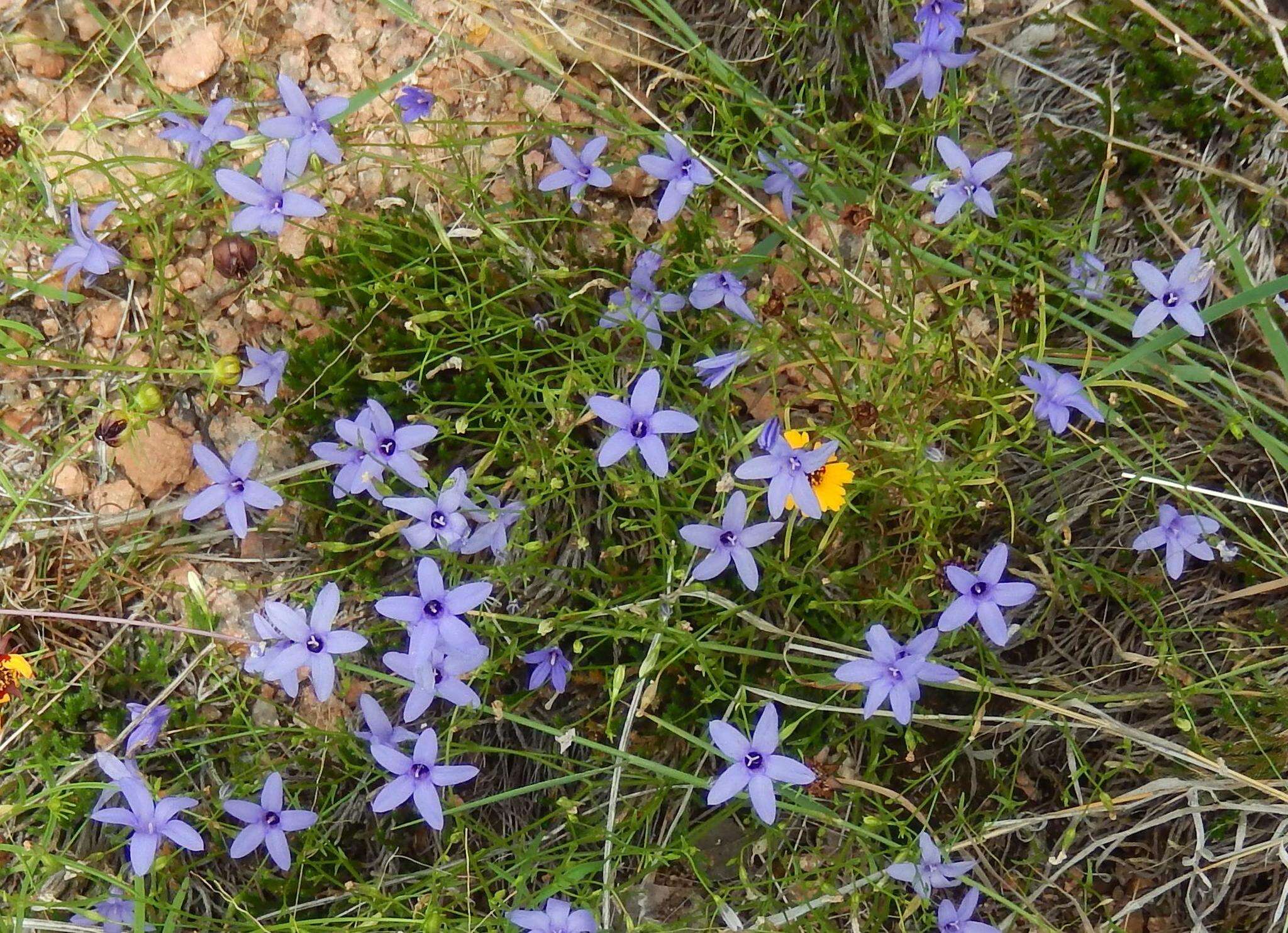 Image of basin bellflower