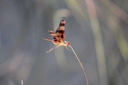 Слика од Celithemis eponina (Drury 1773)