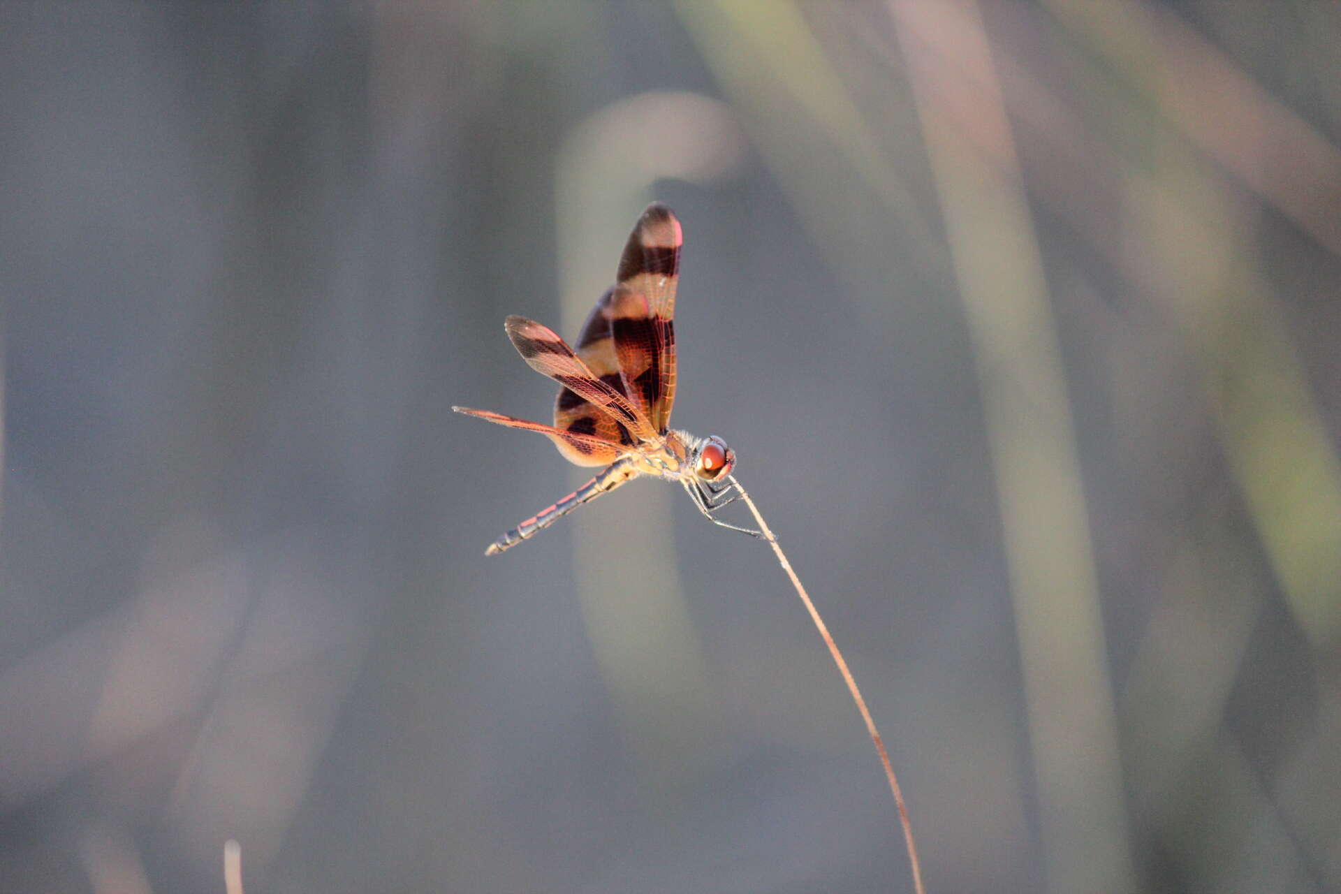 Слика од Celithemis eponina (Drury 1773)