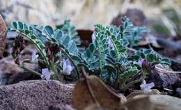 Image of copper mine milkvetch