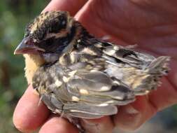 Image of Black-headed Grosbeak