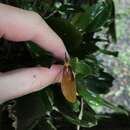 Image of Antennae-carrying Restrepia