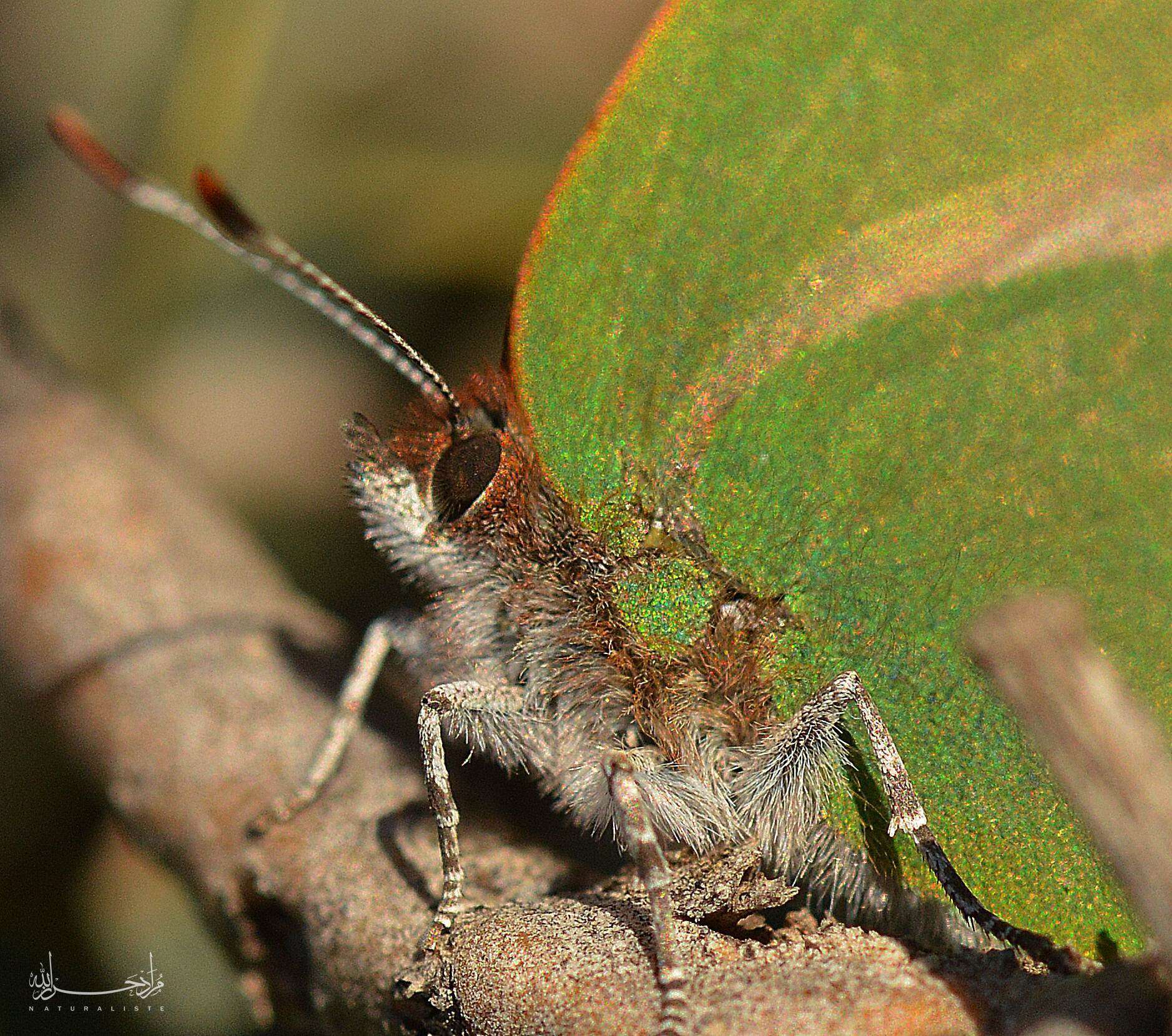 Plancia ëd Callophrys avis Chapman 1909