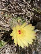 Image of Cactus