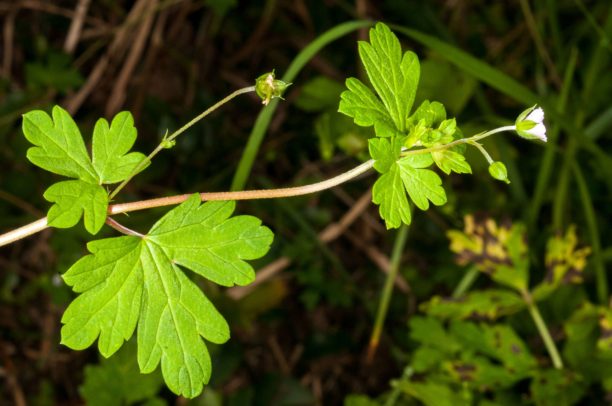 Image of Australasian geranium