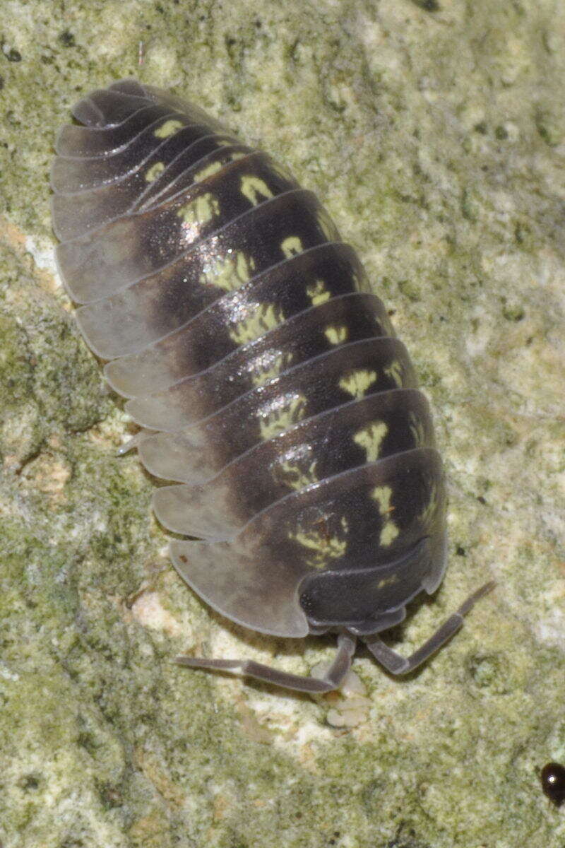 Image of Southern Pill Woodlouse