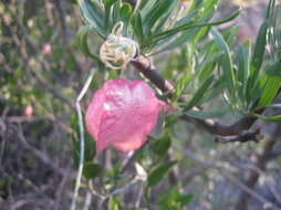 Image of Chinese Lanterns