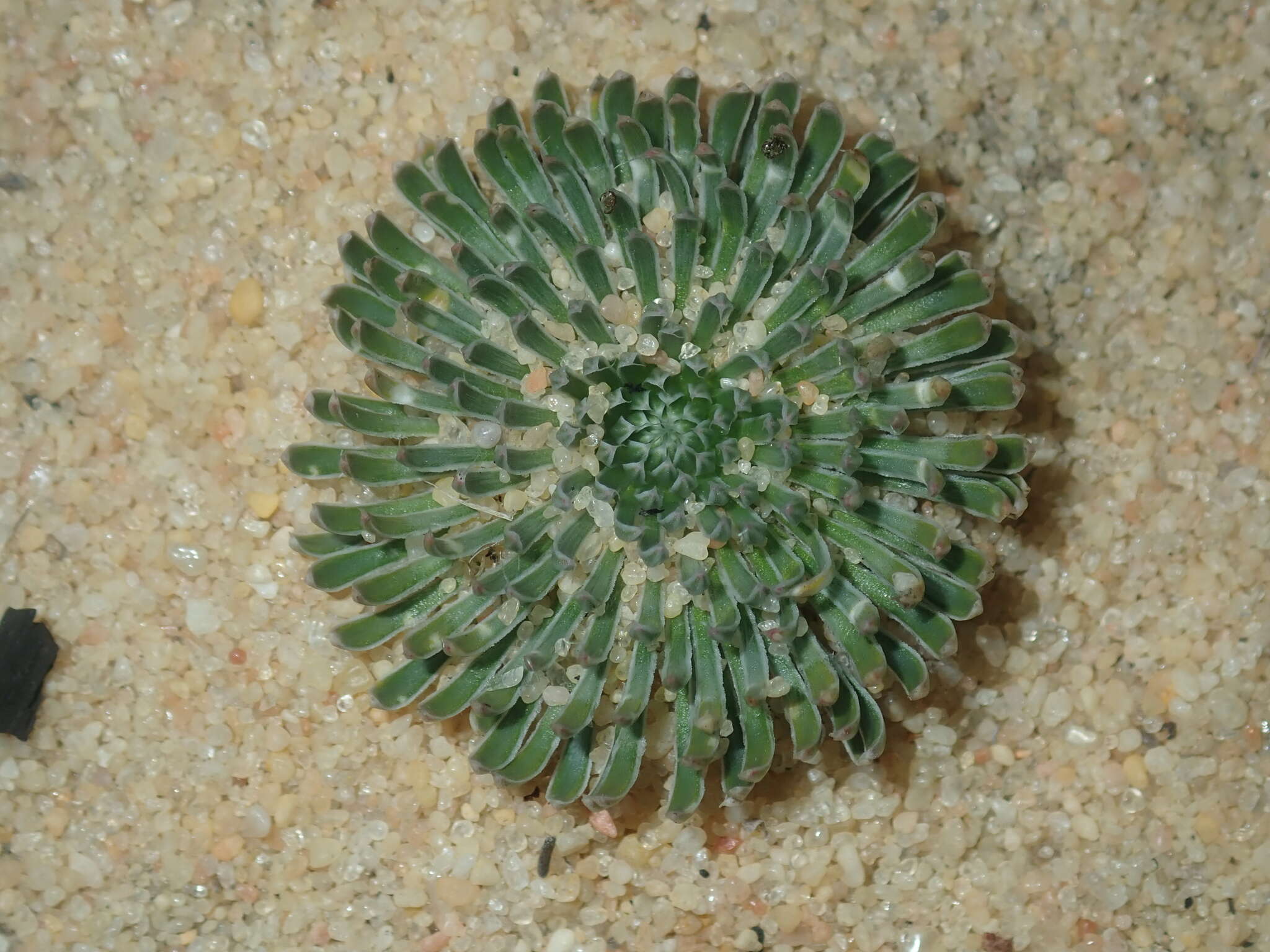 Image de Stylidium ponticulus Lowrie & Kenneally