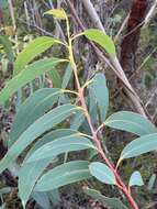 Image of yellow-top mallee-ash