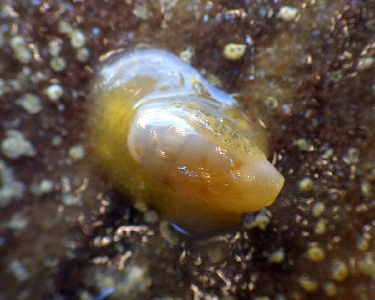 Image of Notocypraea piperita (Gray 1825)