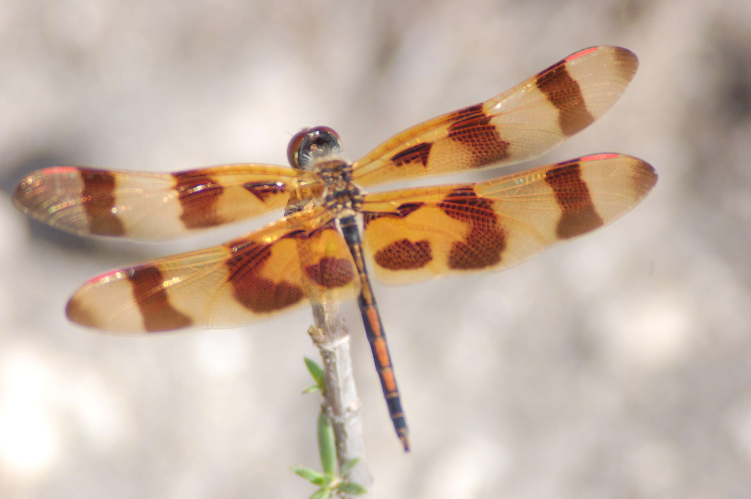 Celithemis eponina (Drury 1773) resmi