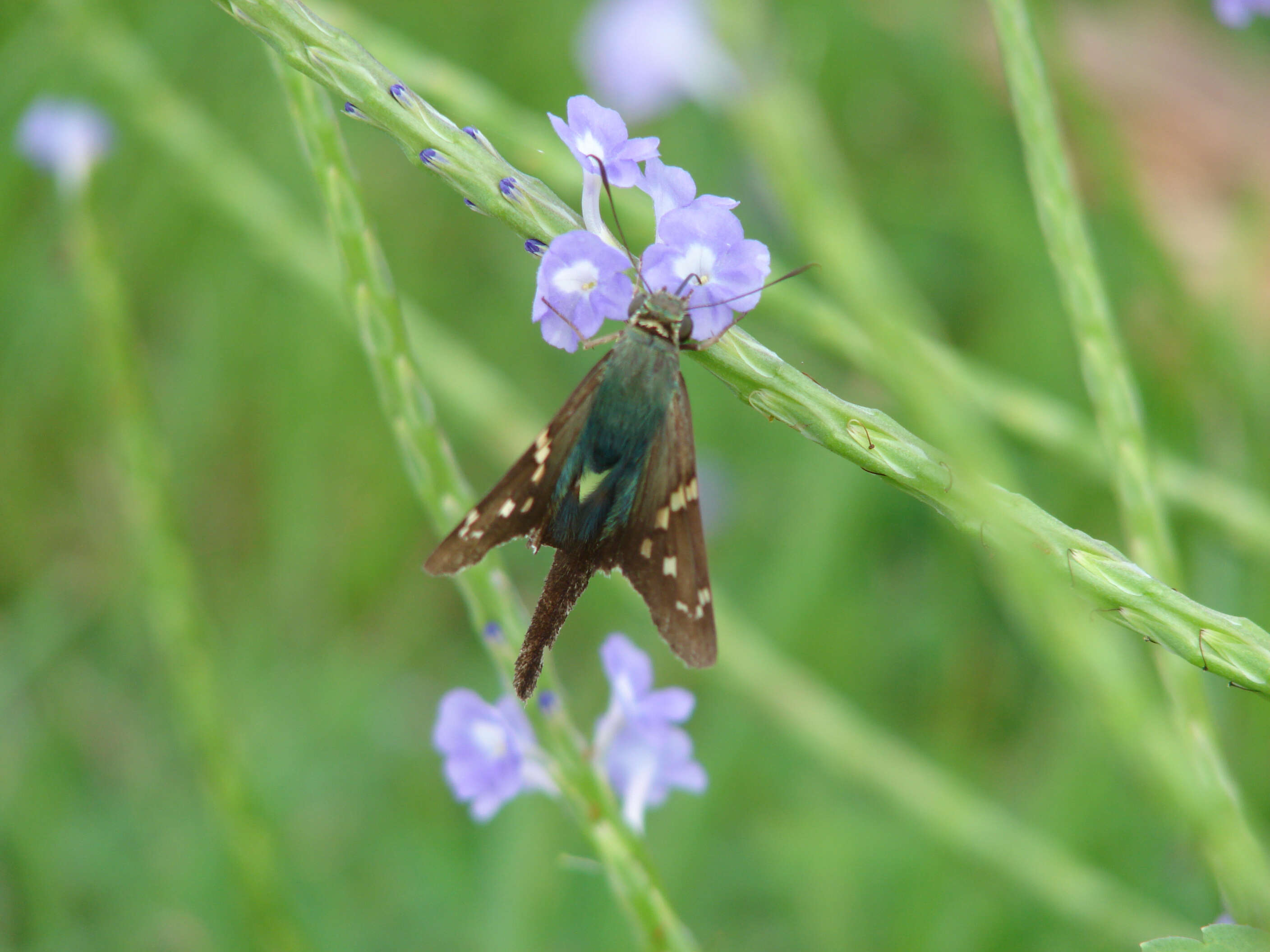 Image of Long-tailed Skipper