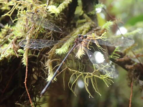 Imagem de Allolestes Selys 1869