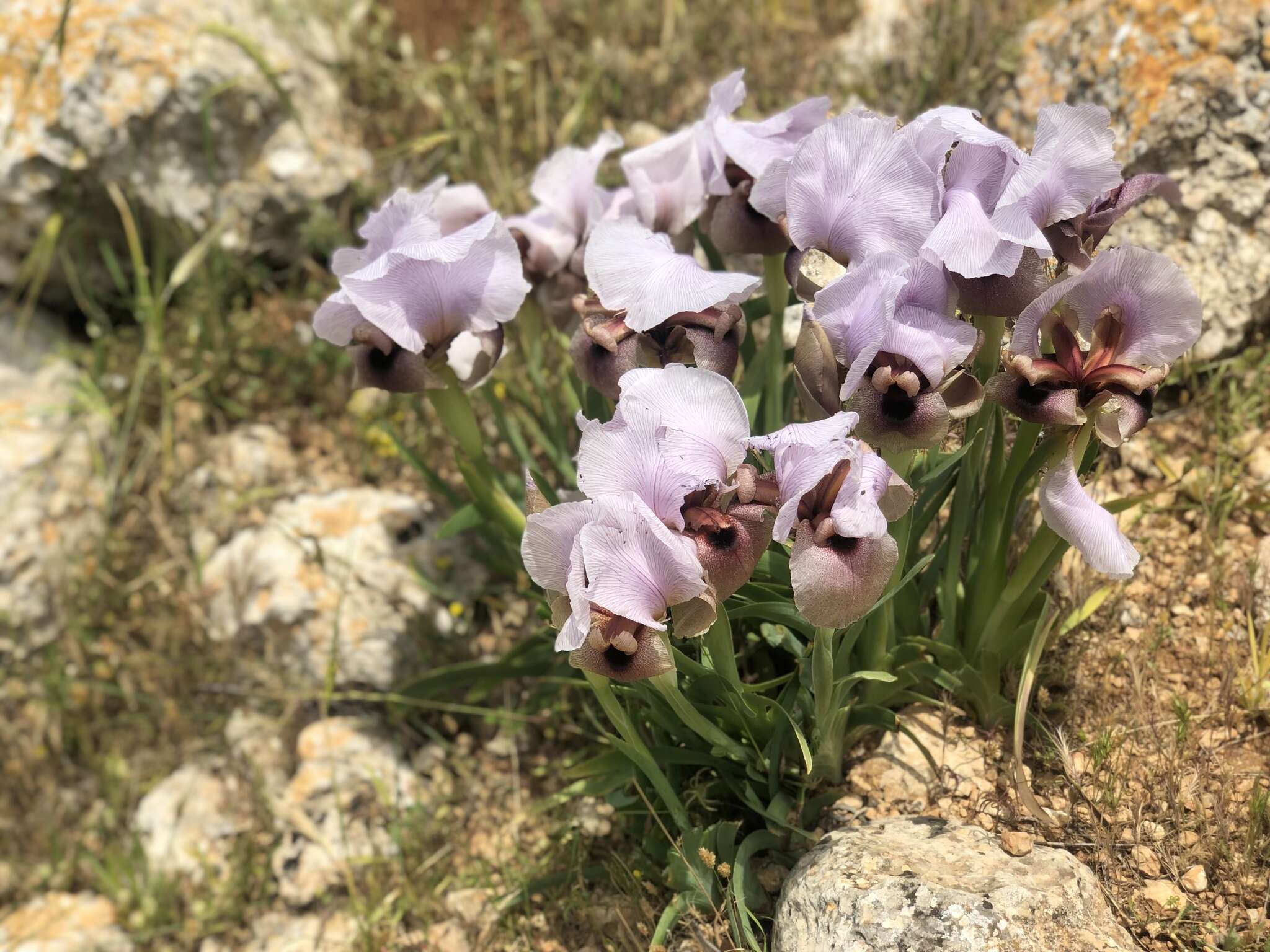 Image of Iris lortetii var. samariae (Dinsm.) Feinbrun
