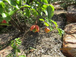 Image of Boat-fruit plane