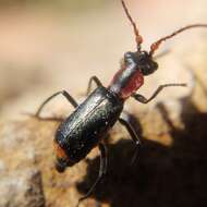 Cyrtosus cyanipennis resmi