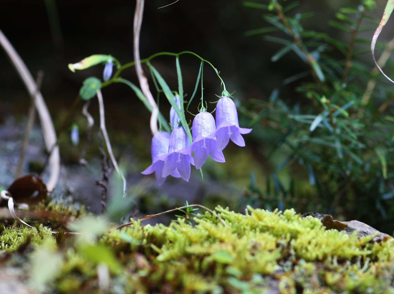 Imagem de Adenophora takedae Makino