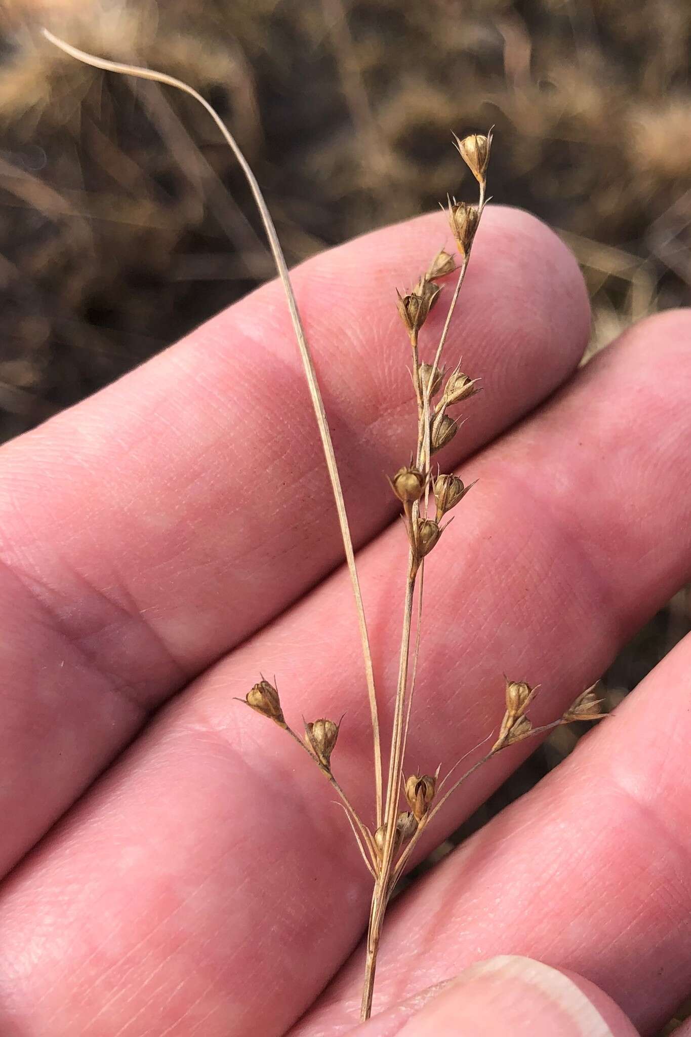 Слика од Juncus anthelatus (Wiegand) R. E. Brooks