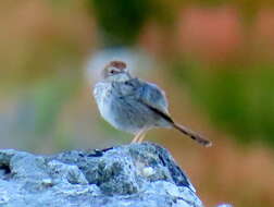 Image of Cisticola subruficapilla subruficapilla (Smith & A 1843)