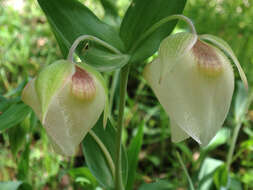 Image of White fairy-lantern