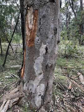 Image of gray gum