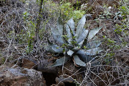 Слика од Agave sobria subsp. sobria