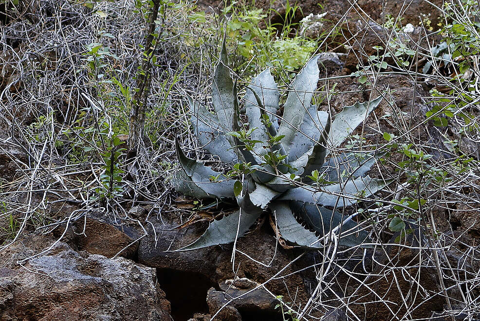 Слика од Agave sobria subsp. sobria