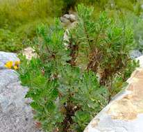 Image of Chrysanth Rain Daisy