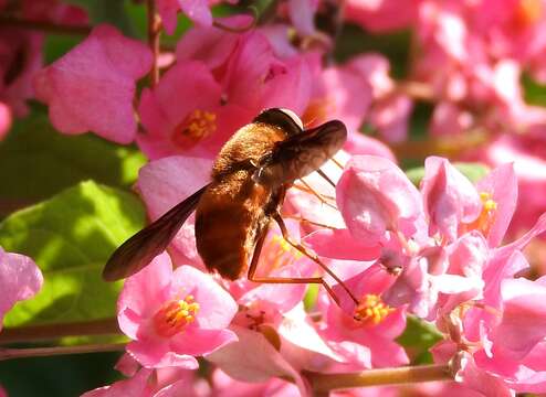 Image of Tabanidae