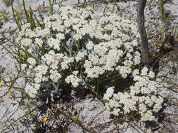 Petalacte coronata (L.) D. Don resmi