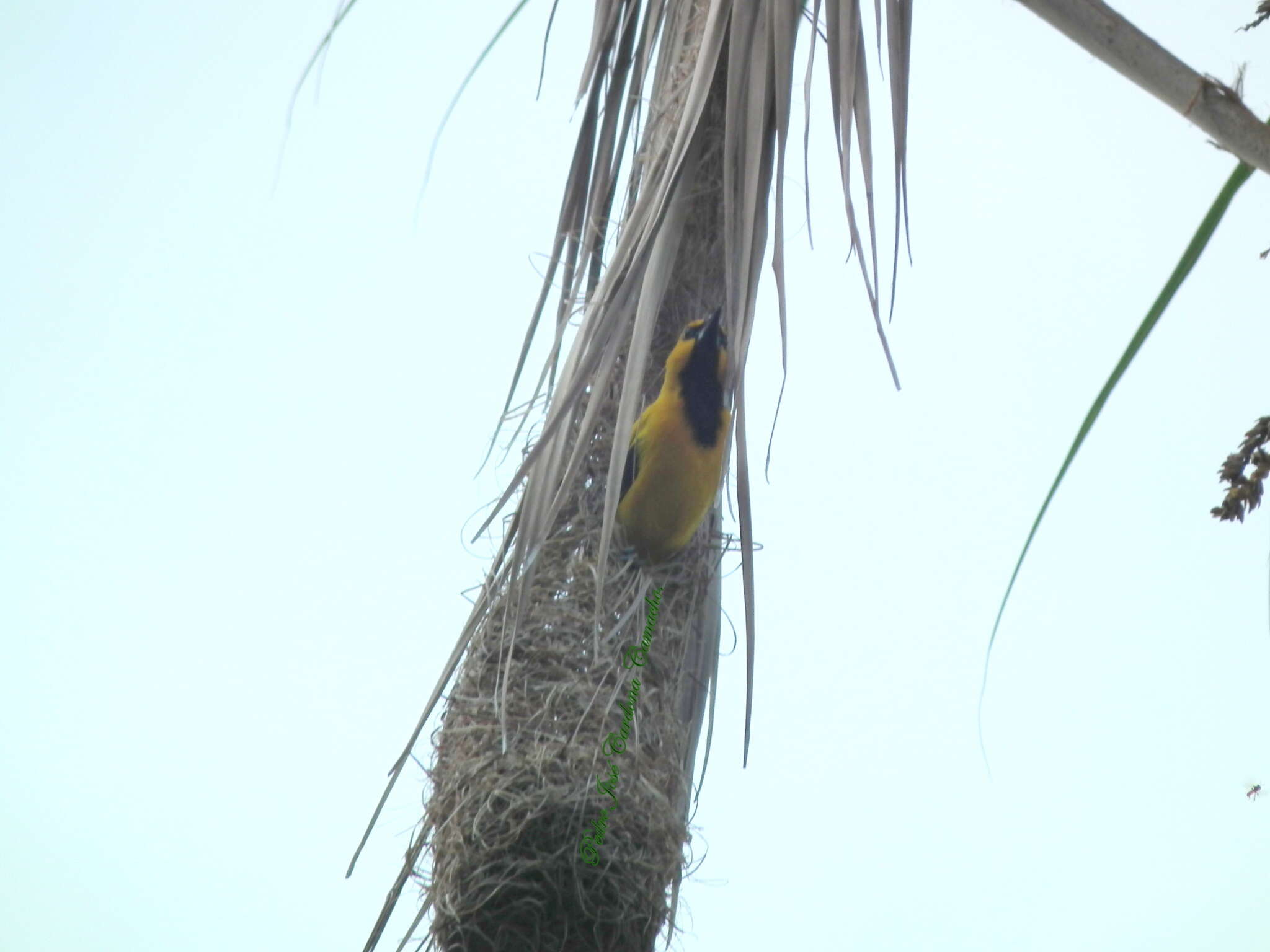 Imagem de Icterus nigrogularis nigrogularis (Hahn 1819)