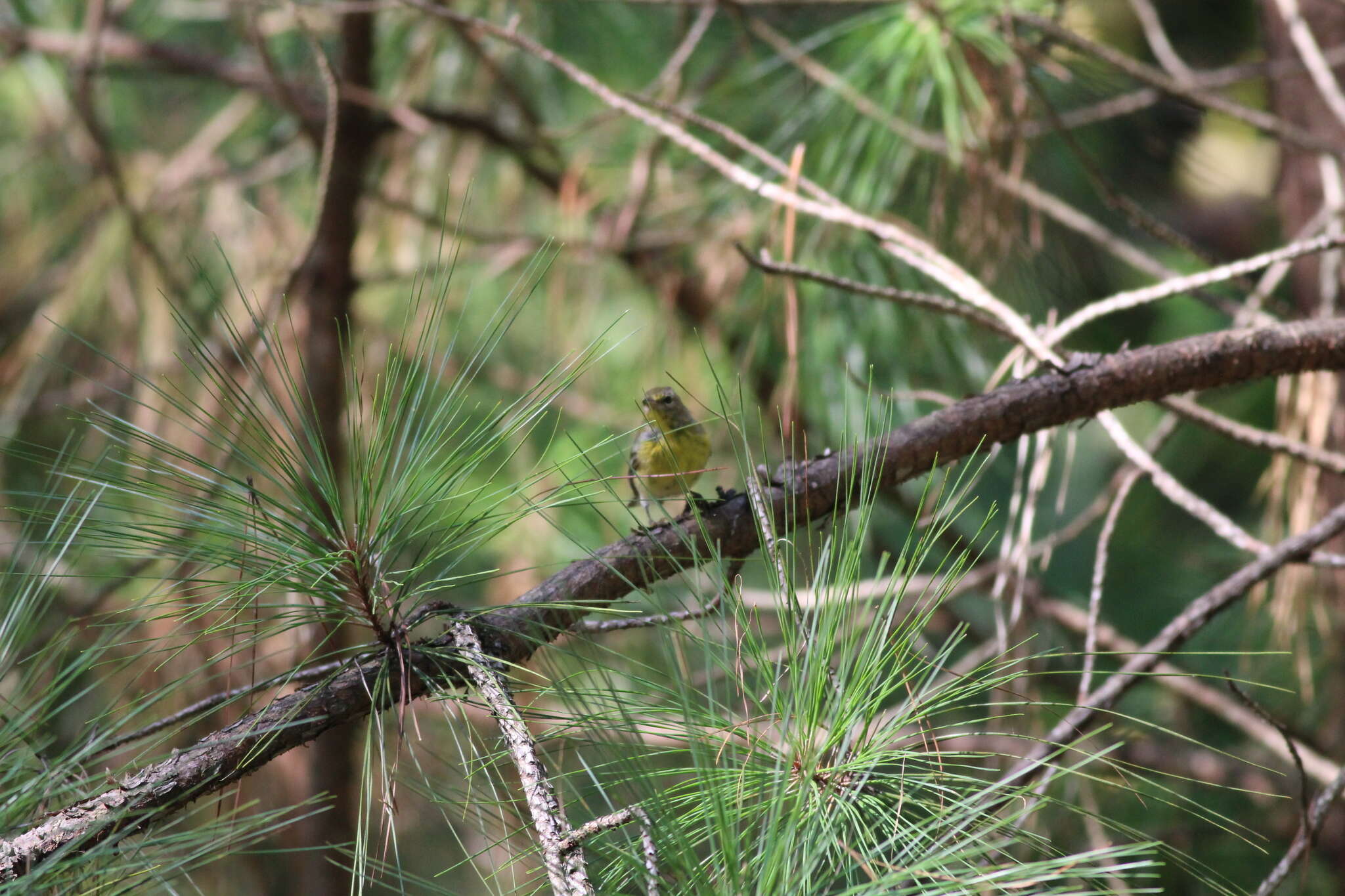 Image of Setophaga pinus pinus (Linnaeus 1766)